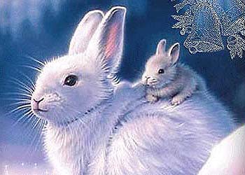zodiac sign rabbit