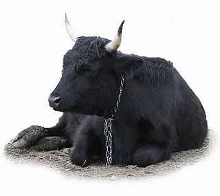 zodiac sign bull