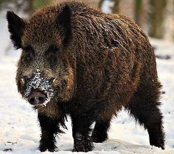 Sign of the Earth Pig (Boar)