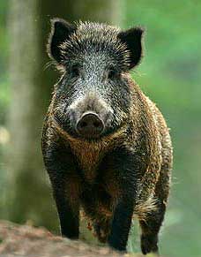 Metal Pig Badge (Boar)