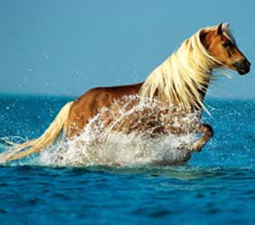 Water Horse Sign