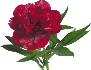 Feng Shui peonies