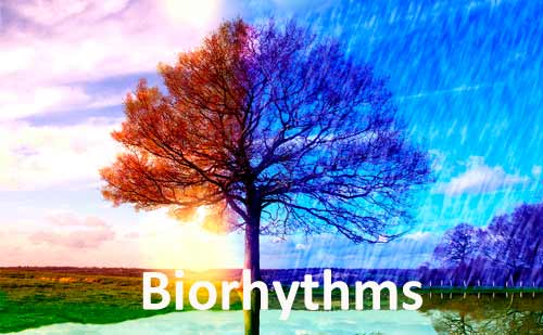 The use of biorhythms in human life