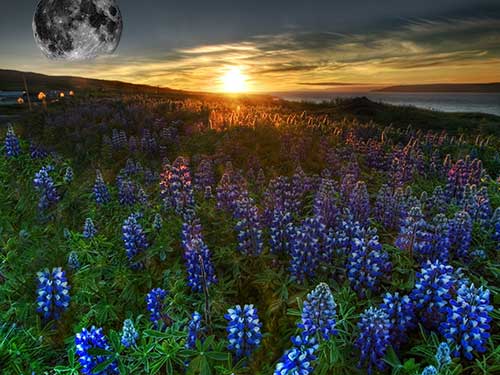 25 lunar day for a vegetable garden, orchard