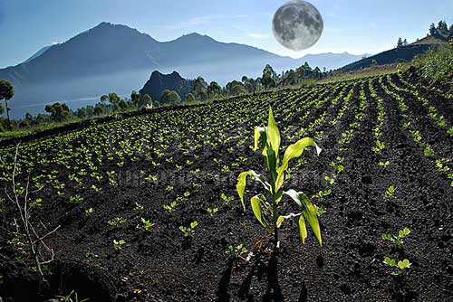 26 lunar day for a vegetable garden, orchard